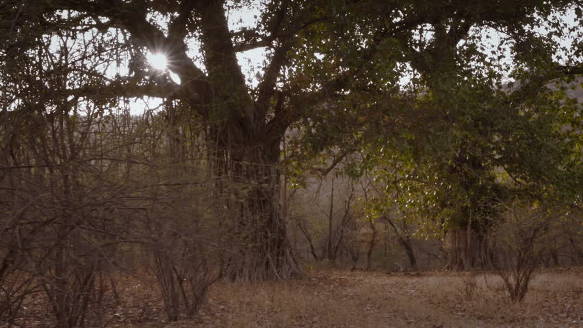 Beautiful view of the forests in Central India.