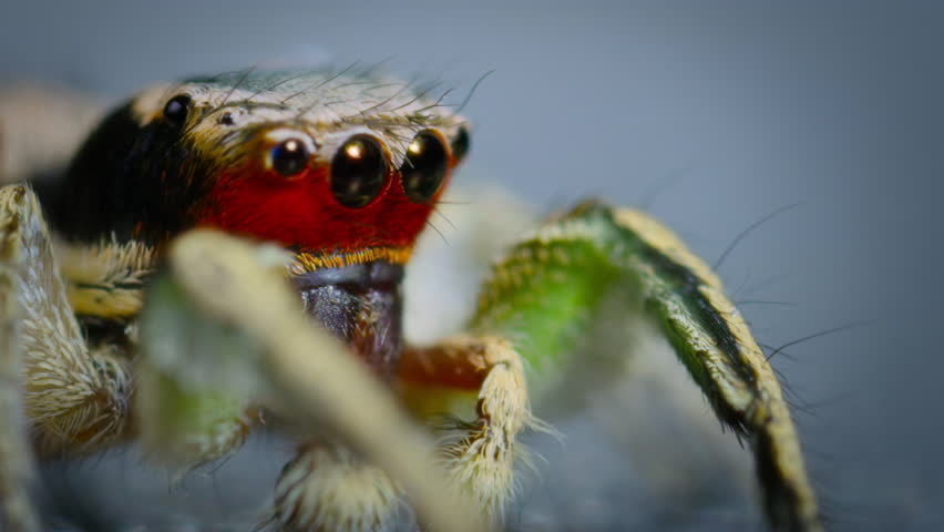 Close up of Habronattus spiders, jumping spiders. The scientist research spider