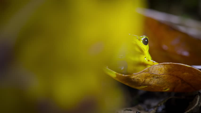 Green and black poison dart frog in forest, Bocas del Toro island, Panama. People use the frog�s poison for blow darts and arrow poison.