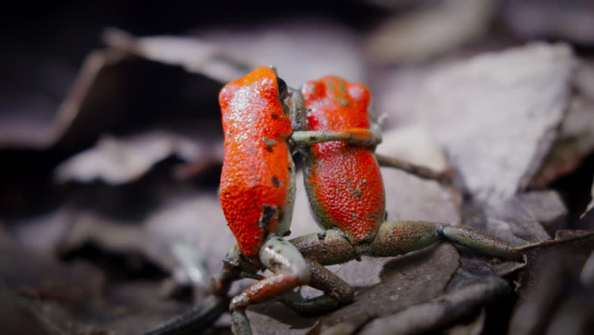 Two male strawberry poison red dart frogs face to face and fighting each other in forest, Bocas del Toro island, Panama.