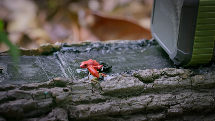 male strawberry poison red dart frogs fighting with frog toy in forest, Bocas del Toro island, Panama.