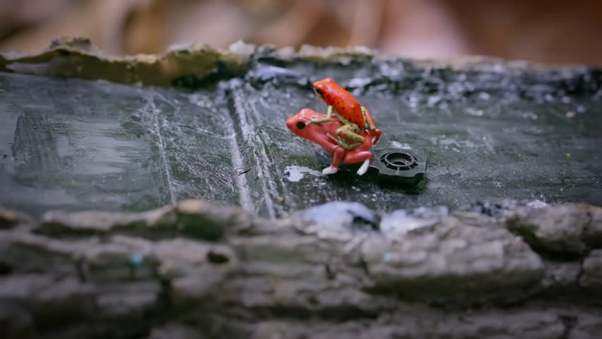 male strawberry poison red dart frogs fighting with frog toy in forest, Bocas del Toro island, Panama.