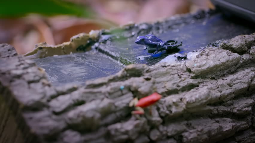 male strawberry poison red dart frogs fighting with frog toy in forest, Bocas del Toro island, Panama.