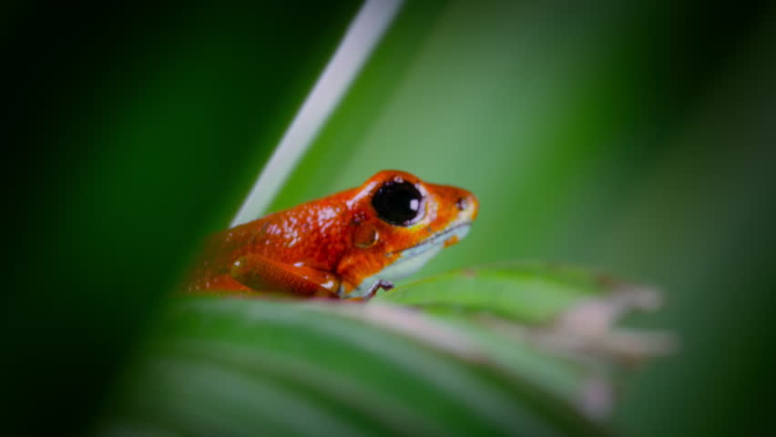 Strawberry poison red dart frog in forest, Bocas del Toro island, Panama. People use the frog�s poison for blow darts and arrow poison.