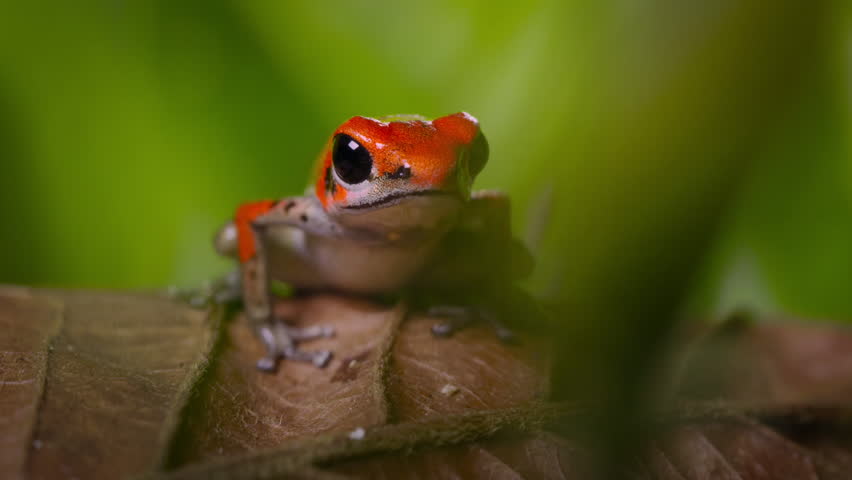Strawberry poison red dart frog in forest, Bocas del Toro island, Panama. People use the frog�s poison for blow darts and arrow poison.