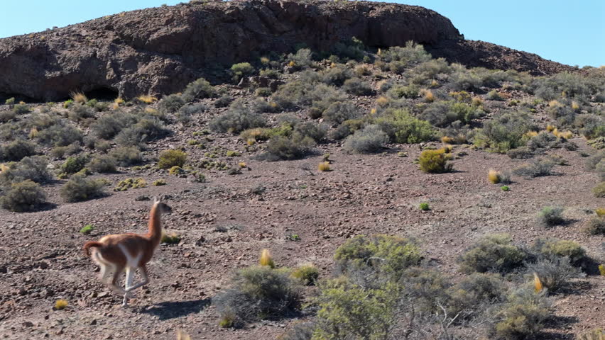 A guanaco comes into frame to trot across the Patagonian steppe on a day of radiant sunshine.