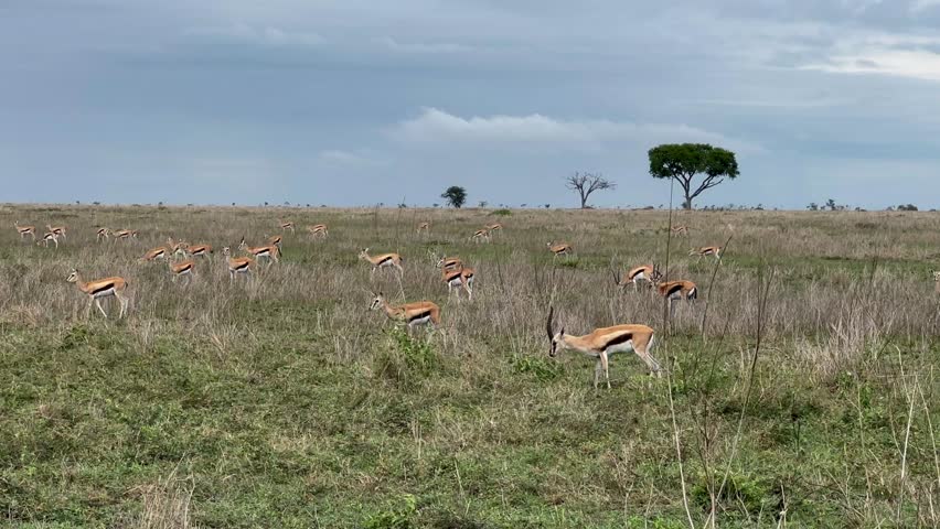Herd of Thomson's gazelle (Eudorcas thomsonii) in the savannah in Serengeti National Park, Tanzania.