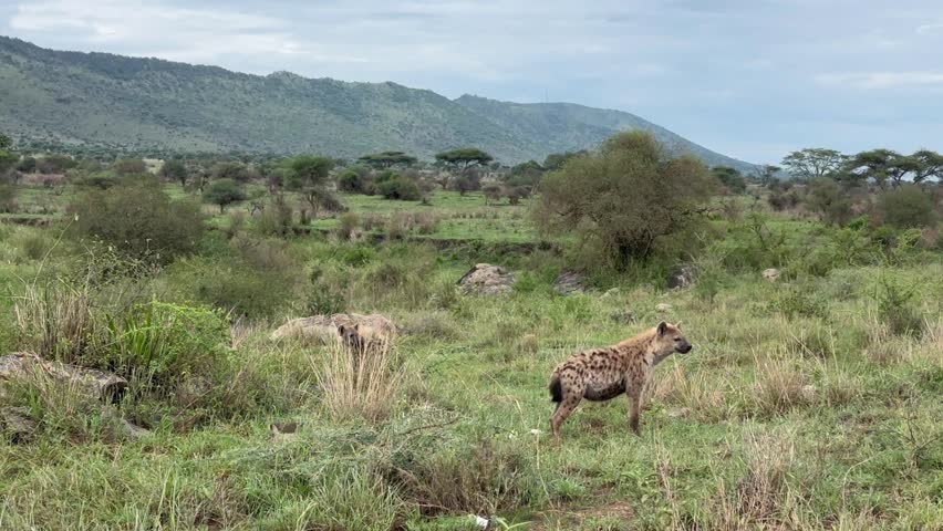 Two Spotted hyenas (Crocuta crocuta) in Serengeti National Park, Tanzania.