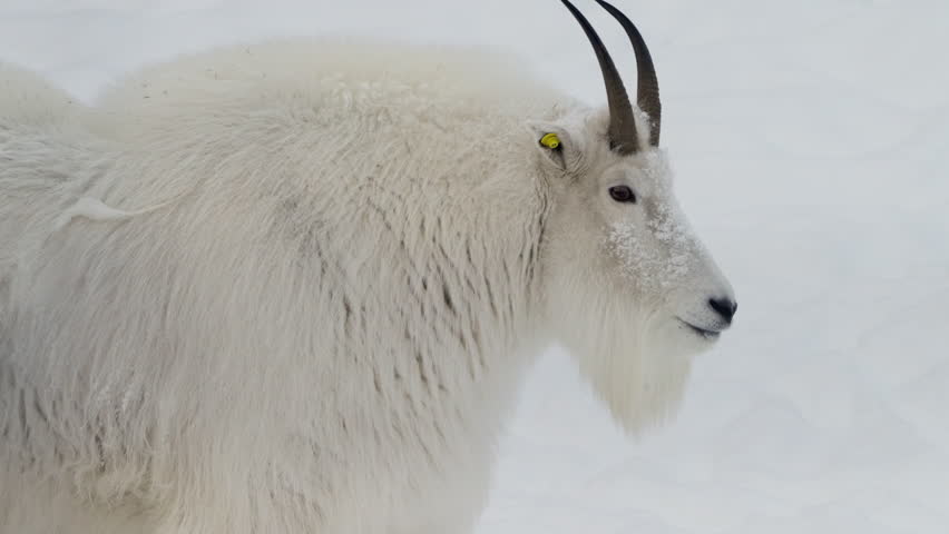 Adult Mountain Goat (Oreamnos americanus) In The Yukon Wildlife Reserve In Canada. Close-up Shot