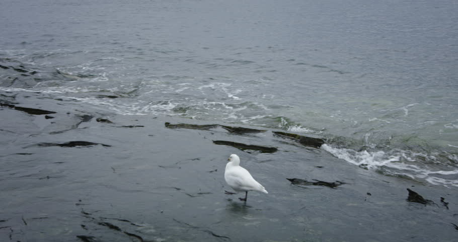 A snow petrel strolls along a rugged, rocky shoreline near the ocean in Antarctica. The bird’s pristine white feathers contrast with the dark rocks and cold waters of the Antarctic landscape.