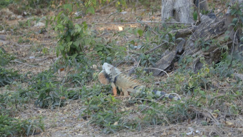 Green iguana Parque del Centenario Cartagena Colombia wildlife nature outdoor