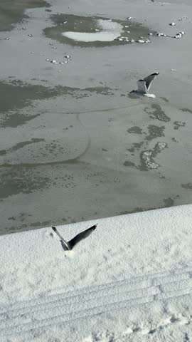 Seagulls flying over ice floe, vertical video.