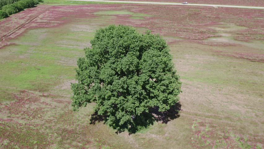 Vibrant aerial orbit of tree in incarnato crimson clover fields rural beauty and scenic farmland at midday