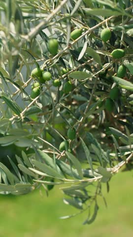 Vertical close-up green olive branches studded with fruit, the rich agricultural heritage of the Mediterranean region, plantation in Turkey. Background on the olive oil industry ads. Slow motion