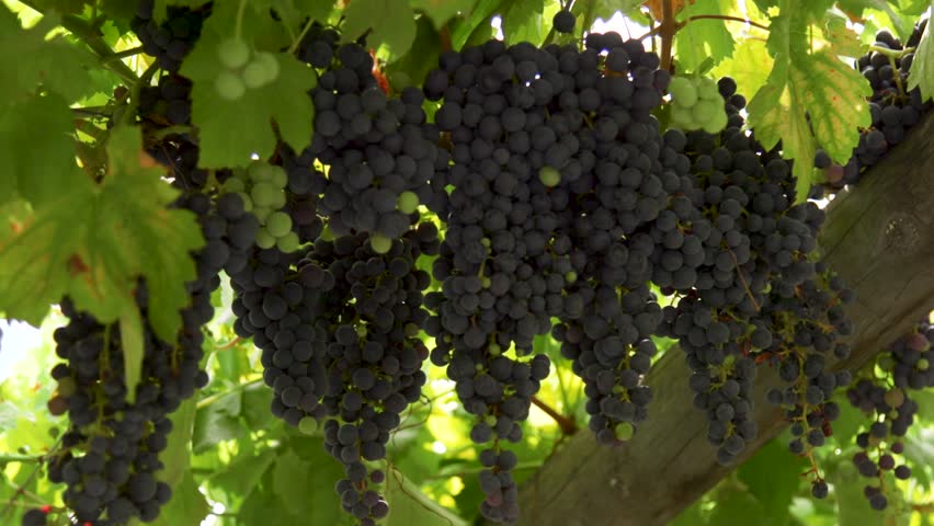 Bunches of Grapes On Vine Yards Close Up