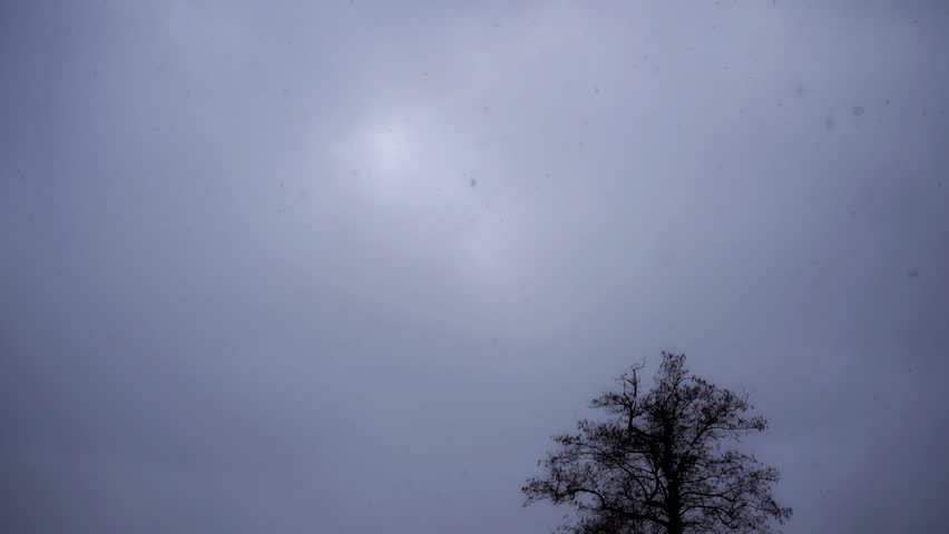 Large white snow falls from the dark sky directly into the lens against the background of a tree