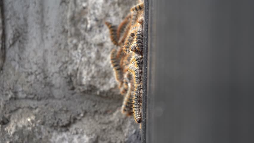 Large Group of Processionary Caterpillars Forming a Cluster
