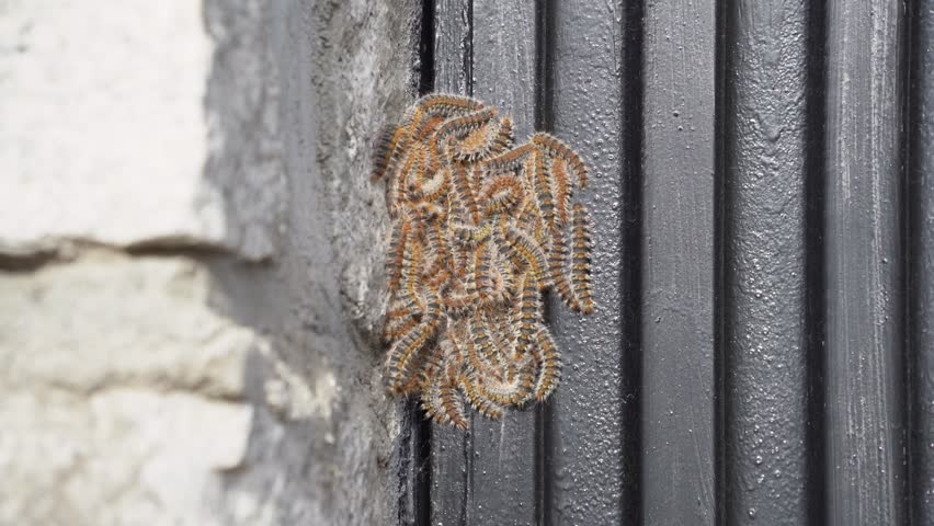 Large Group of Processionary Caterpillars Forming a Cluster