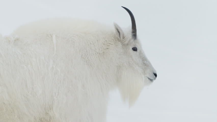 Rare Large Animal With Furry Mountain Goat In Yukon Wildlife Reserve In Canada. Close-up Shot