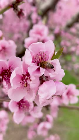 Honey bee on Pink Peach blossom tree in full bloom during springtime, vertical video