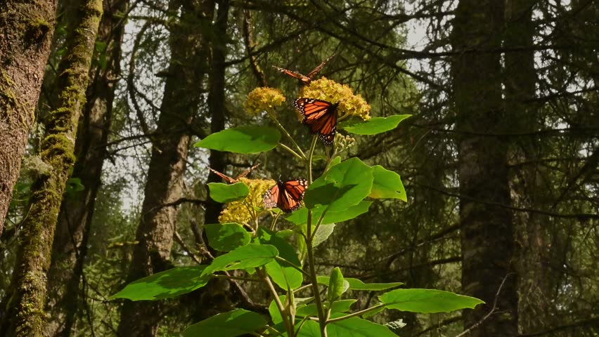 Monarch Butterflies Feeding on Wildflowers in a Forest in michoacan mexico