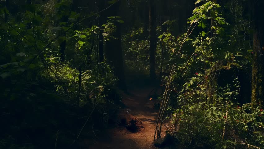 Monarch Butterflies Feeding on Wildflowers in a Forest in michoacan mexico