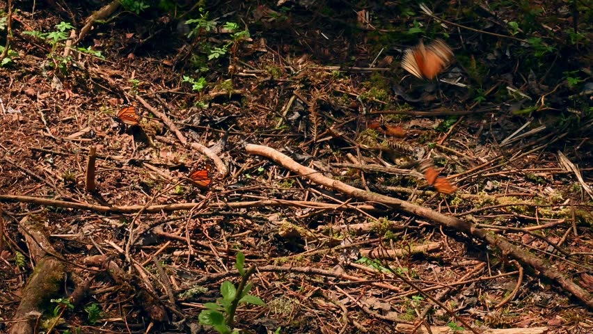 Monarch Butterflies in Mexican Sanctuary