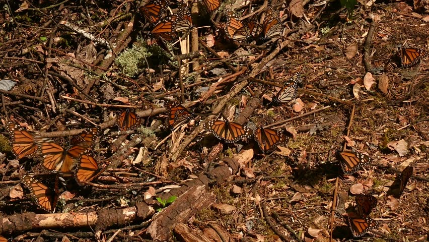 Monarch Butterflies in Mexican Sanctuary