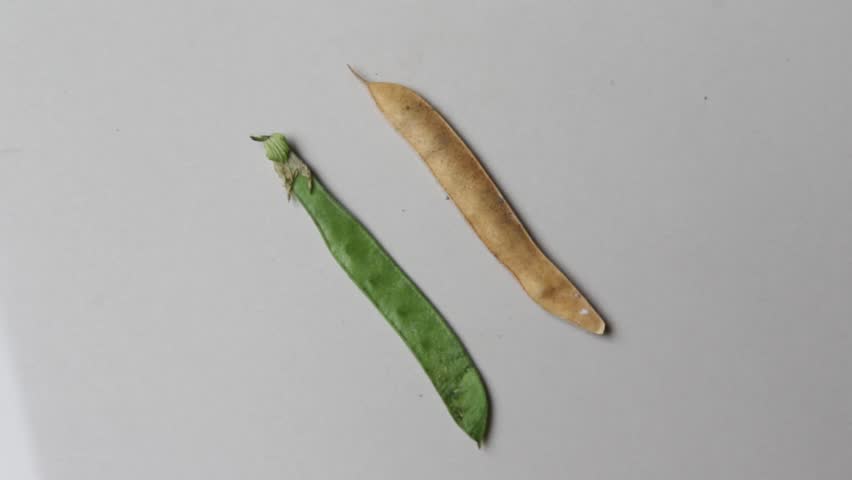Butterfly flower seeds or "Telang Flower" or Clitoria ternatea, also called butterfly flower, grow among the leaves. Can be used for herbal drinks as tea.
