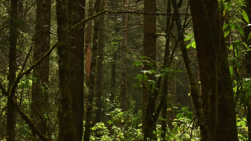Monarch Butterflies in Mexican Sanctuary