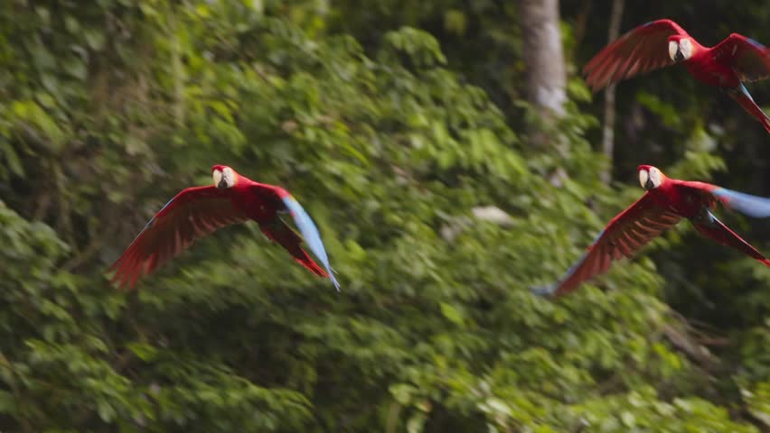 Flock of Scarlet Macaws in Perfect Flight together Over Exotic Jungle, Parrots Captured in Stunning Slow Motion