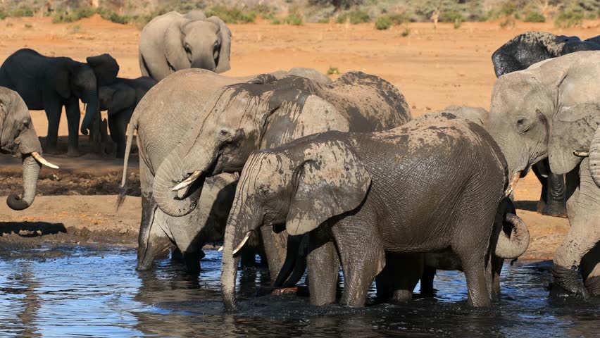 Herd of African elephants (Loxodonta africana) drinking water at a natural waterhole, Botswana
