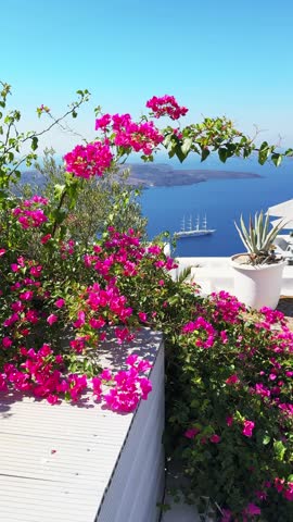 White architecture in Santorini island, Greece. Beautiful terrace with blooming pink flowers. Blue sea and the blue sky at sunny day. Travel and summer vacation concept. Vertical video
