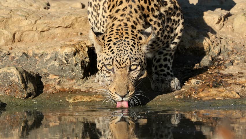Portrait of a leopard (Panthera pardus) drinking water, Kalahari desert, South Africa