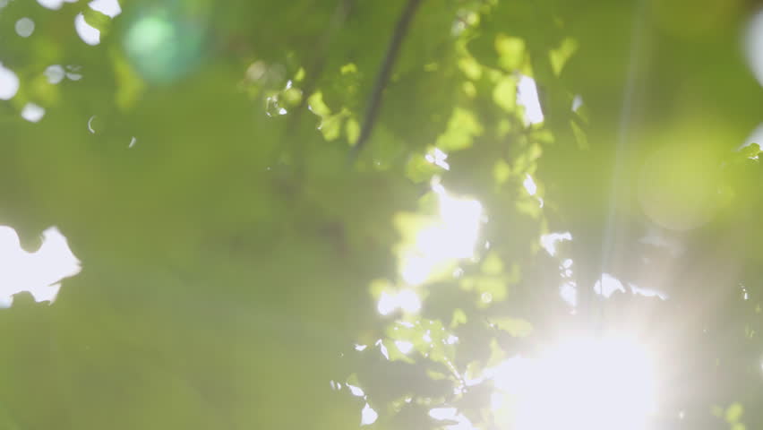Green Foliage On Forest Tree In Sun Light On Summer Morning. A Ray Of Sunshine Through Foliage Of Trees. Beautiful Spring Sun Shine Through Birch Tree Green Leaves. Bokeh.
