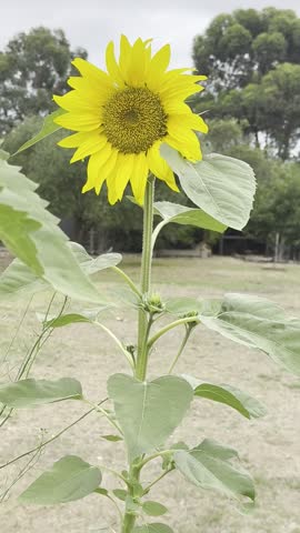 Single flower sunflower gently swaying in the breeze With natural Australian summer nature landscape background Large yellow petals and green leaves The seeds provide food for both birds and humans 