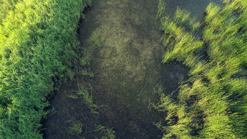 Invasive wetland plants mostly Hydrilla and Cattails. 4k aerial view of a marsh with a wide variety of aquatic plants.Summer at sunset.