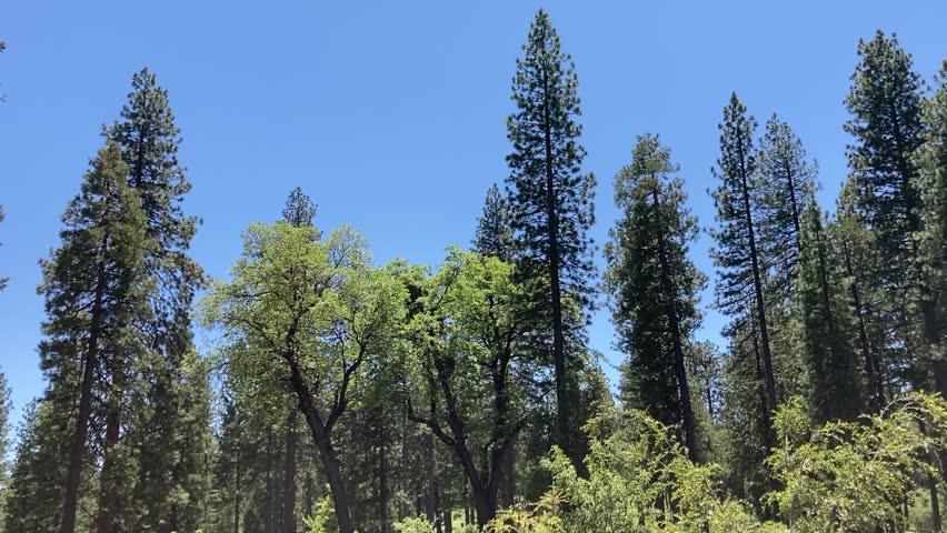 Tall Green Trees In The Mountains Rural Wooded Area California Forest Hiking Preservation