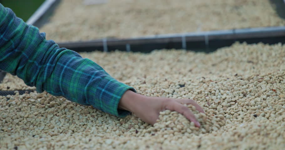 hand farmer female check the quality of the coffee beans that have been died on the floor, footage 4k video slow motion