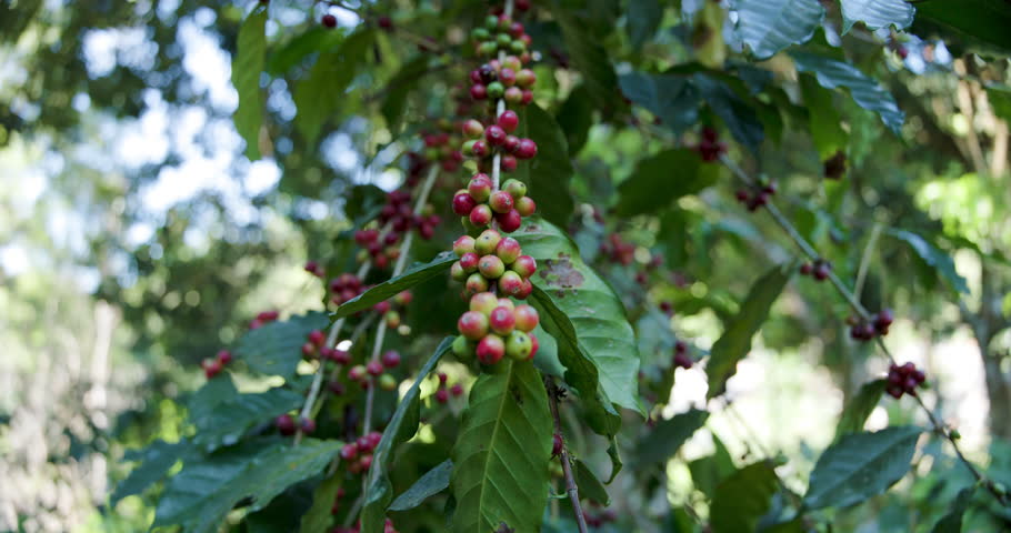 raw coffee beans on branches of the tree in coffee plantations. 4k video 