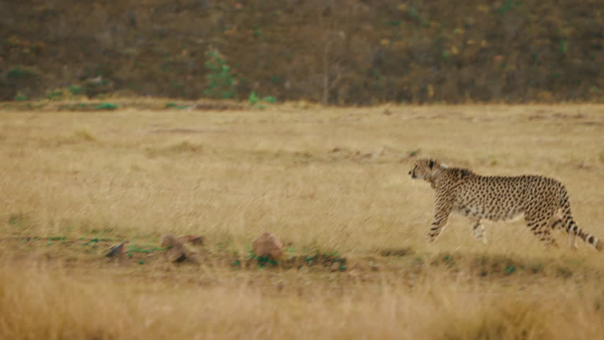 Cheetah stalking prey in golden grass on African Safari, handheld telephoto animal walking in 4k