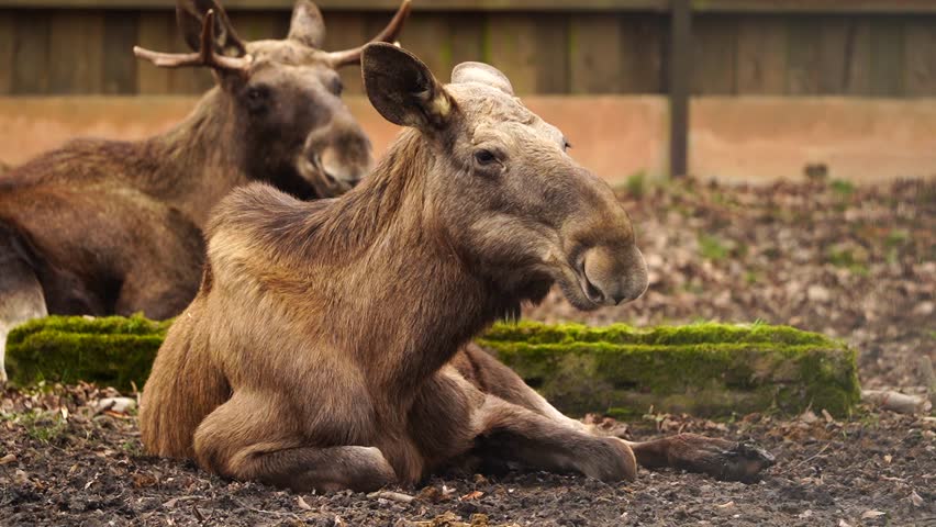 Elk is resting in zoo Video