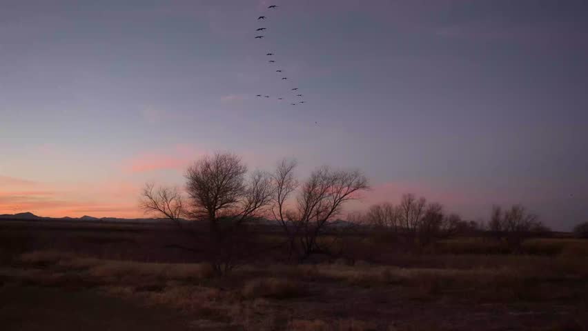 Silhouetted trees and a bright sunset with Sandhill cranes flying over.