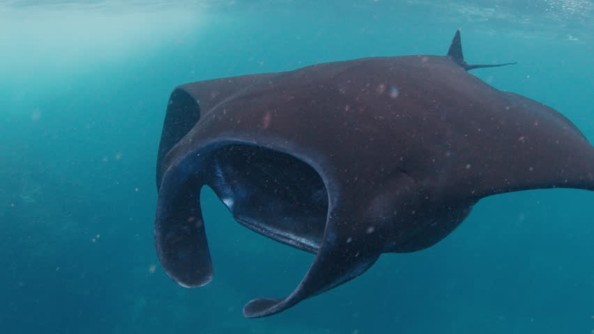 The giant oceanic manta ray, giant manta ray or oceanic manta ray, Mobula birostris swims in the ocean