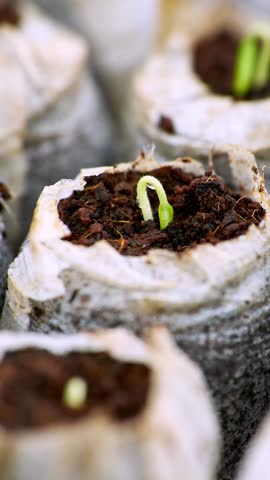 Vertical Time Lapse Growth Sprouting and Germination of Newborn Plants Food Production