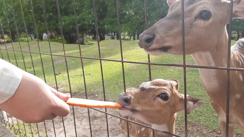 A group of spotted deer in a wildlife captivity in Parit Malintang, Padang Pariaman, West Sumatra, being fed carrots by a visitor in the afternoon