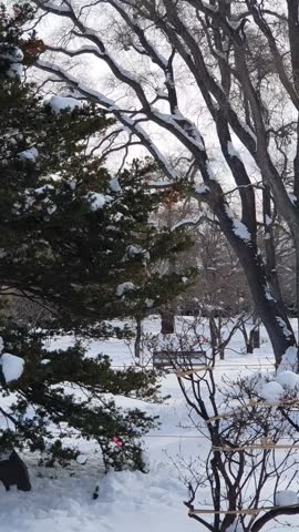 Walking In the snowy Nakajima Park of Hokkaido,Sapporo,Japan. under the winter blue sky cloudy, snow and ice scenery, Sapporo Convention Bureau,HOHEIKAN
