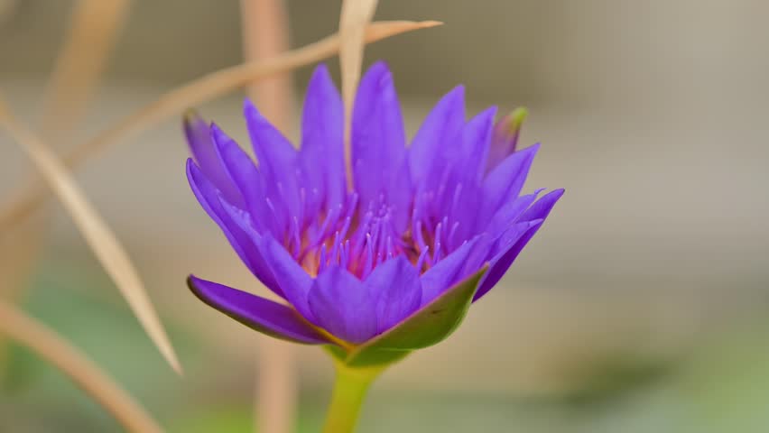 beautiful blue lotus flower in the breeze