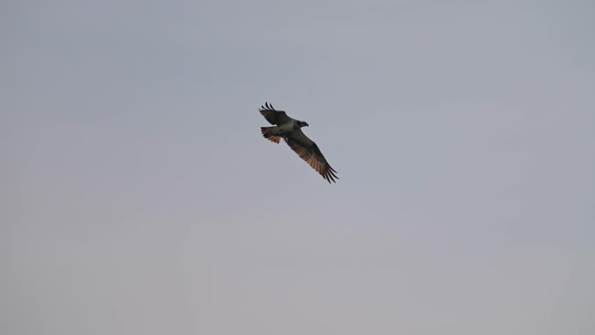 osprey is hunting a fish