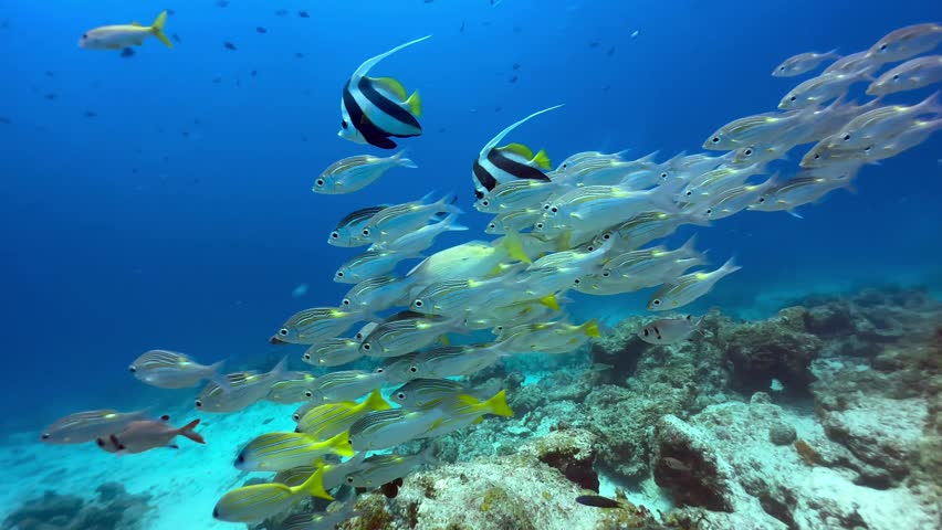 School of tropical fish including bluestripe snapper, pennant coralfish, striped large-eye bream near Mnemba Island, Zanzibar, Tanzania.